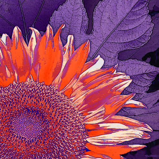 Hand-drawn flower imagery reworked in Photoshop